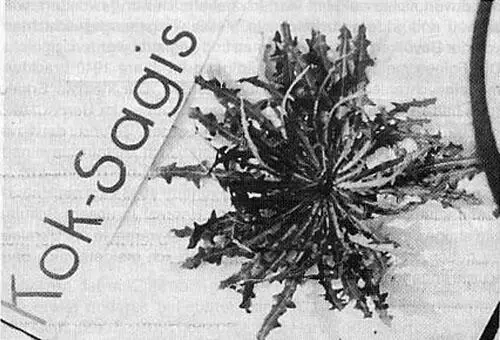 Коксагыз Kok Sagis Белый латекс как и у одуванчика содержит каучук В 1943 - фото 2