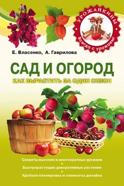 Анна Гаврилова Сад и огород. Как вырастить за один сезон обложка книги