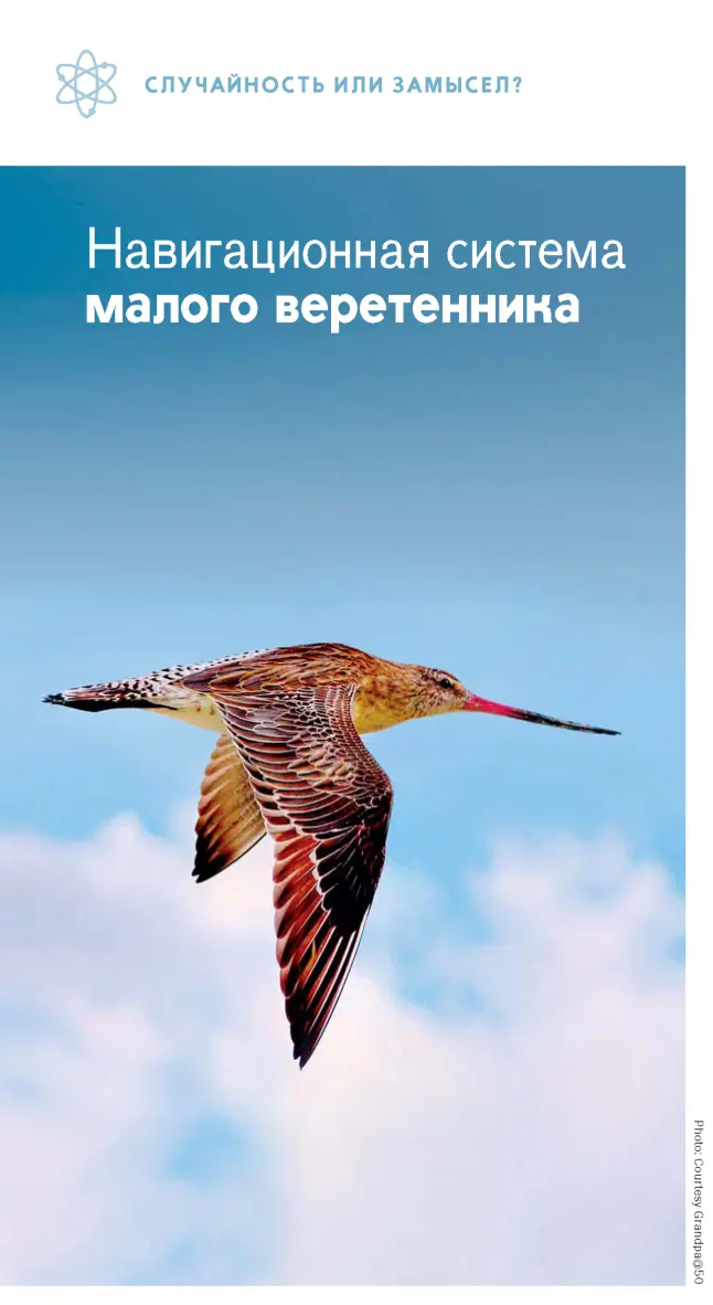 Что вы думаете Появилась ли навигационная система малого веретенника в - фото 19
