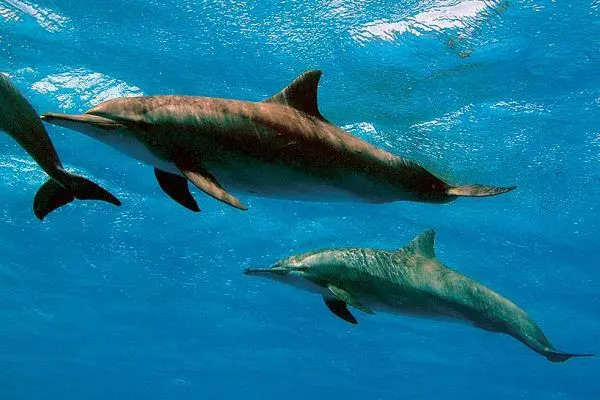 Дельфин афалина Дахаб Dahab 80 км к северу от ШармэльШейха Телефонный - фото 14