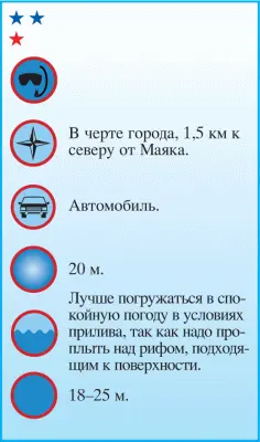 Большая колония красноморских горгасий лат Gorgasia sillneri англ Red Sea - фото 29