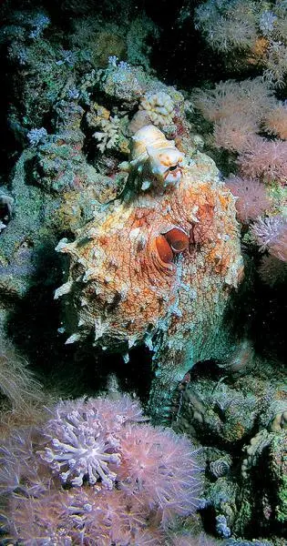Молодой синий осьминог Риф Томас Thomas Reef Томас самый маленький риф - фото 49