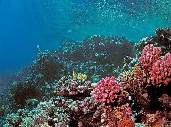 Риф Томас Риф Гордон Gordon Reef На овальный в плане риф как воротничок - фото 51