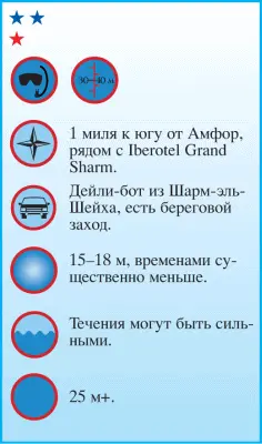Риф Бухты черепах напоминает Амфоры Исследуя южное продолжение песчаного - фото 71
