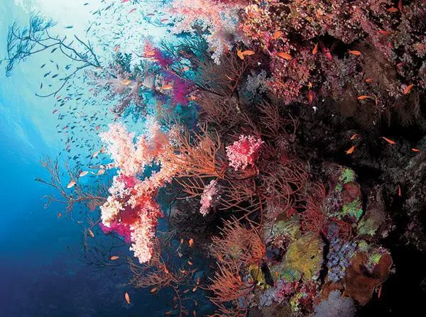 Альтернативс Тистлегорм Thistlegorm Тистлегорм самый популярный - фото 89