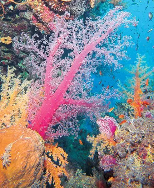 Забаргад Риф Эльфинстон Elphinstone Reef Уникальность Эльфинстона в том - фото 133
