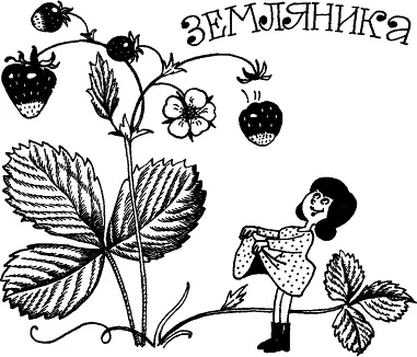 Традиционным заменителем чая испокон века считался лист лесной земляники - фото 12