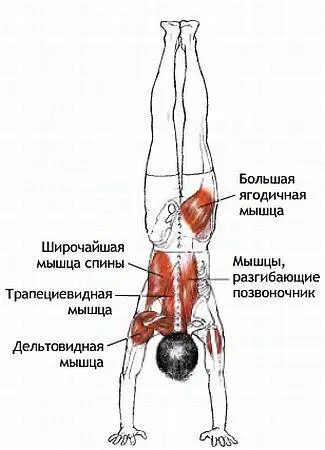Сила тяжести пытается согнуть и развести ноги поэтому для сохранения - фото 121