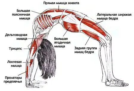 Классификация и уровень сложности Поза прогнувшись с упором на руки среднего - фото 141
