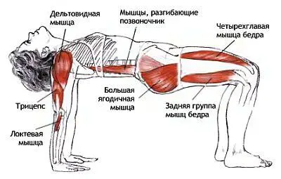 Классификация и уровень сложности Базовая поза в упоре руками сзади - фото 147