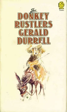 Gerald Durrell The Donkey Rustlers обложка книги