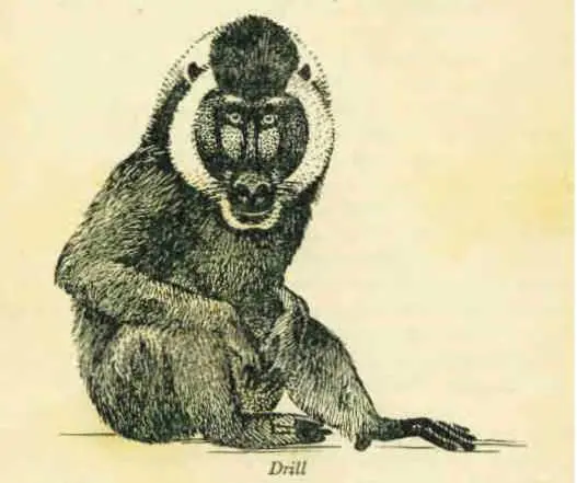 The Drills were the street urchins of the monkey collection Everything or - фото 16