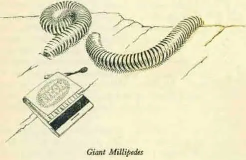 Chumley had three aversions in life coloured people giant millipedes and - фото 24