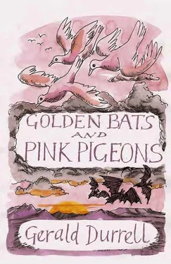 Gerald Durrell Golden Bats and Pink Pigeons обложка книги