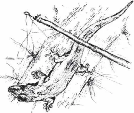 nylon noose dangling from the end flittering like a fish scale in the - фото 10