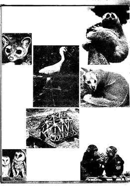 Gerald Durrell Island Zoo обложка книги