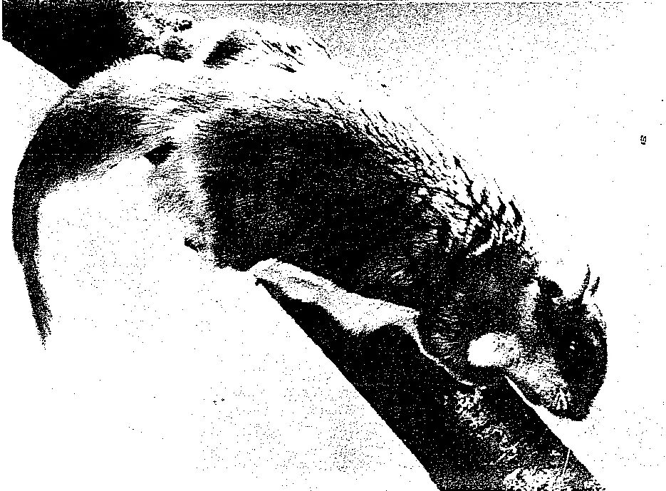 Flying Squirrel he arrived three days before Christmas sitting in a small - фото 27