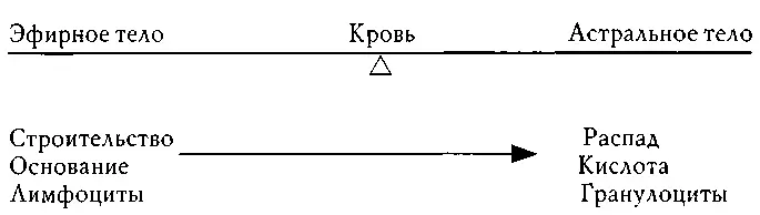 Большую часть до 70 белых кровяных телец у взрослых составляют гранулоциты - фото 17