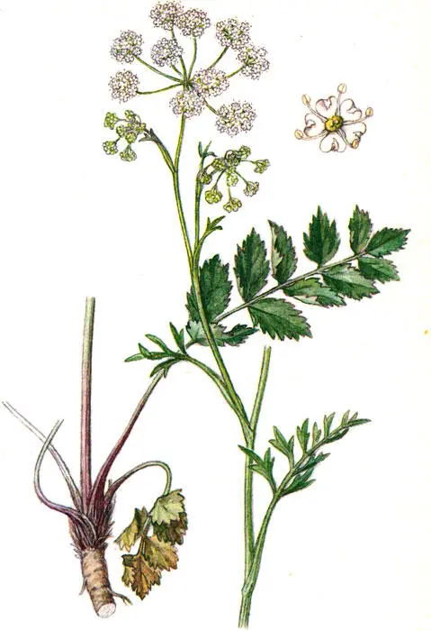 Бедренец камнеломковый бедренецкамнеломка Ваниль Vanilla planifolia Andr - фото 9