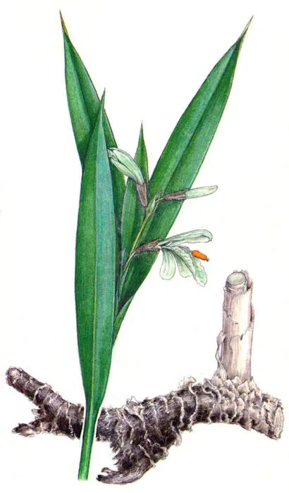 Галгант калган Гвоздика гвоздичное дерево Syzygium aromaticum L Мег et - фото 11