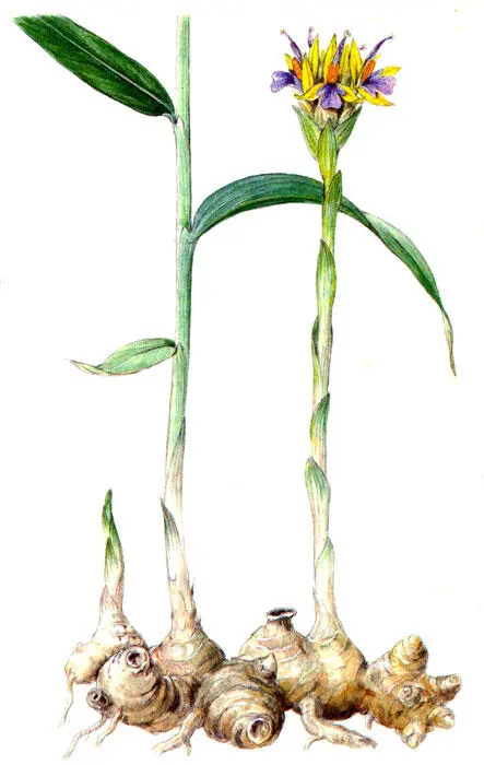 Имбирь Иссоп лекарственный Hyssopus officinalis L Характеристика и - фото 15