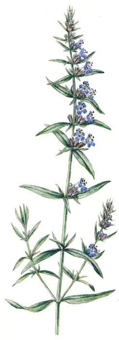 Иссоп лекарственный Кайенский перец чили Capsicum frutescens L Capsicum - фото 16