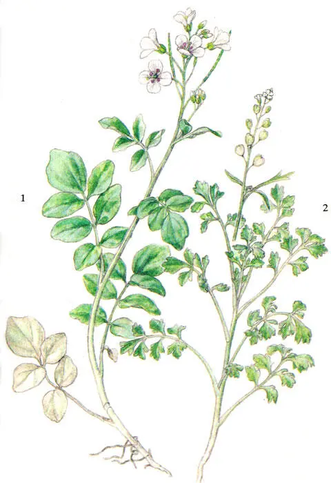 1 кресссалат клоповник посевной 2 сердечник горький Описание - фото 22