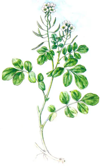 Кресс водяной брункресс жеруха лекарственная Купырь бутенелистный кервель - фото 23