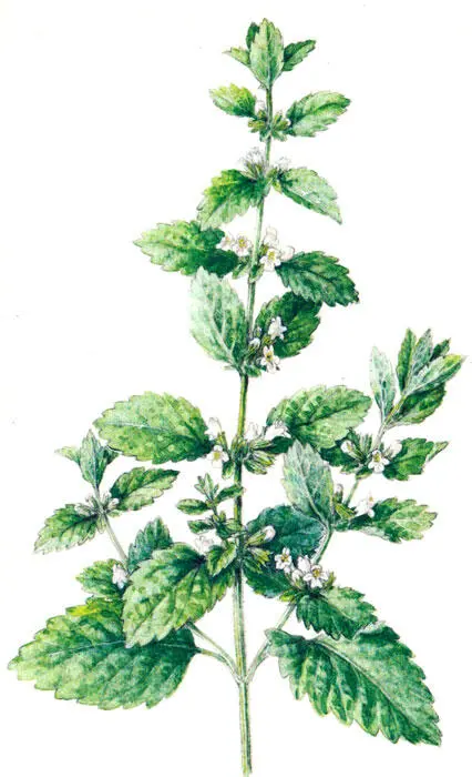 Мелисса лекарственная Миндаль обыкновенный Amygdalus communis L - фото 34