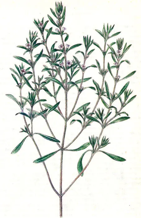 Чабер садовый Чеснок Allium sativum L Характеристика и происхождение - фото 57