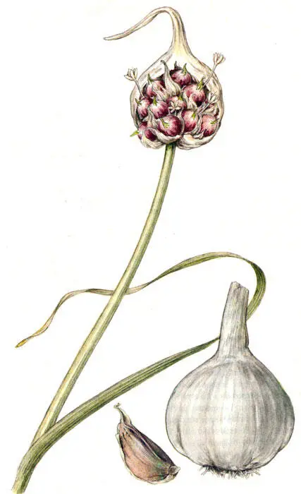 Чеснок Шалфей лекарственный Salvia officinalis L Характеристика и - фото 58