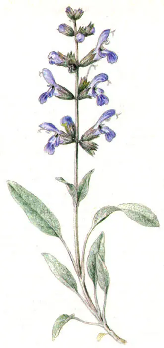 Шалфей лекарственный Шафран посевной Crocus sativus L Характеристика и - фото 59