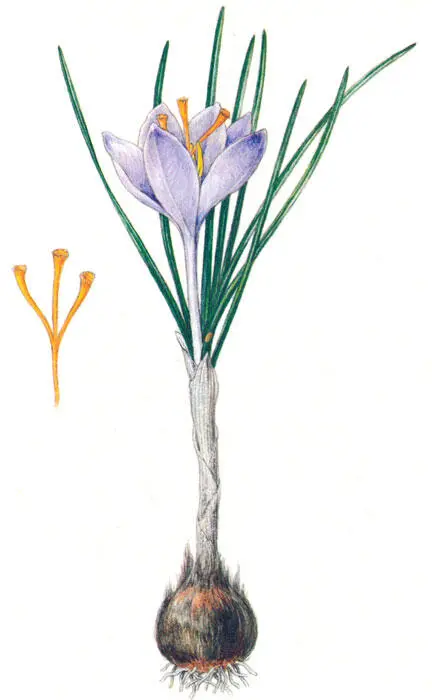 Шафран посевной Эстрагон тархун Artemisia dracunculus L Характеристика - фото 60