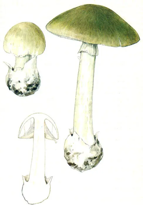 Бледная поганка В качестве пищевого продукта специи и пряности служат плодовые - фото 63