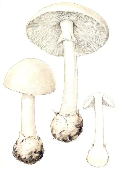Белая поганка г Собирать грибы следует только в корзину или в сетку чтобы они - фото 64