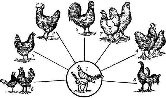 Рис 3 Породы домашних кур 1 предок домашних кур дикая банкивская - фото 4