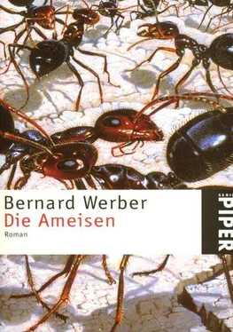 Bernard Werber Die Ameisen обложка книги