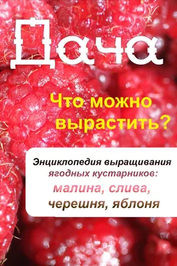 Илья Мельников Что можно вырастить? Энциклопедия выращивания ягодных кустарников: малина, слива, черешня, яблоня обложка книги