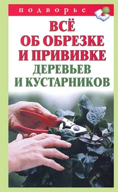 Виктор Горбунов Всё об обрезке и прививке деревьев и кустарников обложка книги