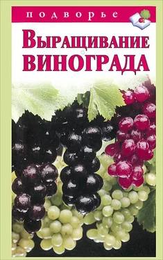 Виктор Горбунов Выращивание винограда обложка книги
