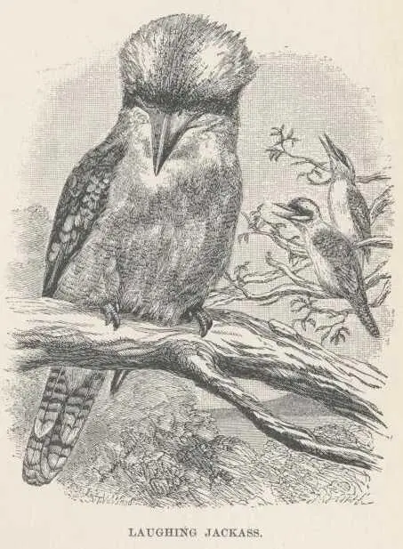 In that garden I also saw the wild Australian dogthe dingo He was a beautiful - фото 49