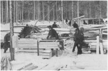На лесоповале в лагере Пермская обл Конец 1950х гг Десять человек потрясли - фото 49