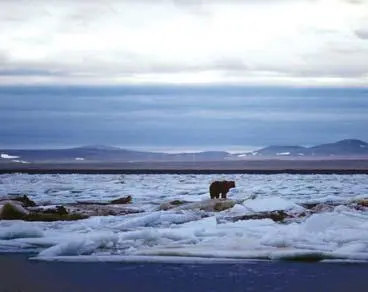 Медведь на плавучих льдах Чукотский полуостров Фото А В Кречмара Одним - фото 14