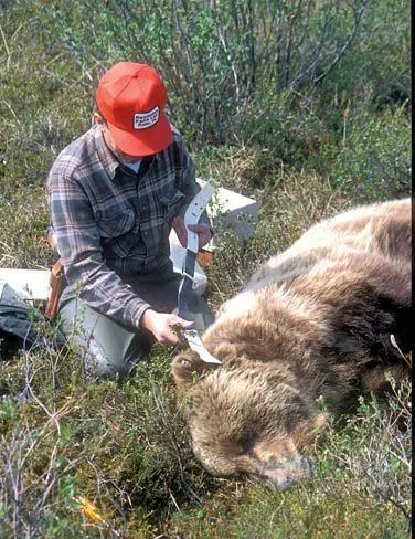 Американский исследователь надевает радиоошейник на усыплённого медведя Теперь - фото 17