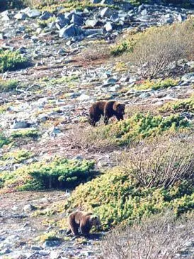 Самец и самка во время гона Более крупные и более удачливые соперники отгоняют - фото 59