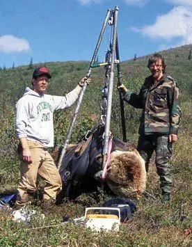 Взвешивание медведя всегда очень большая морока Прежде чем начать серьёзный - фото 70