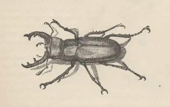 CHAPTER VI SelfExaminationDentistryThe Midnight CharmWitches and - фото 32