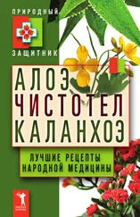 Юлия Николаева - Алоэ, чистотел, каланхоэ. Лучшие рецепты народной медицины