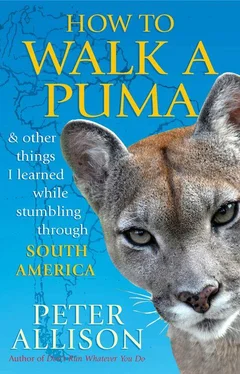 Peter Allison How to Walk a Puma обложка книги