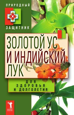 Юлия Николаева Золотой ус и индийский лук для здоровья и долголетия обложка книги